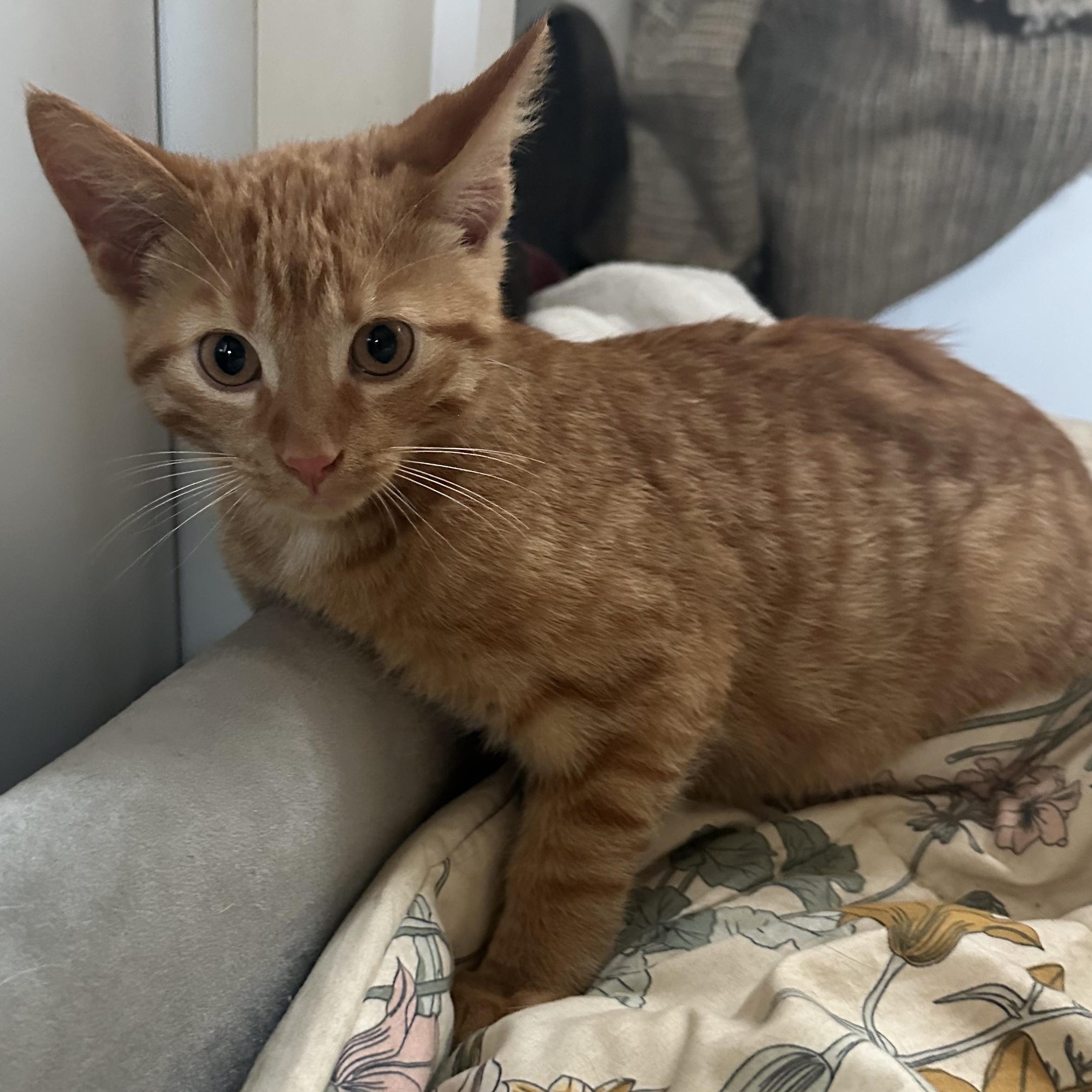 Enlarge Cheddar & Edam, a Adoptable mixed breed in Scarborough, ON image 3/6