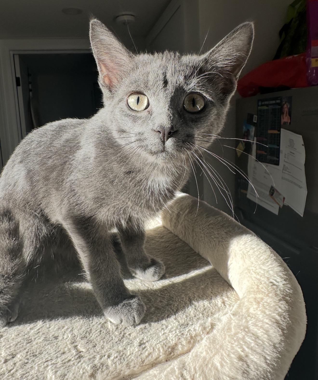 Cheddar & Edam, Adoptable, Kitten Male Domestic Medium Hair.