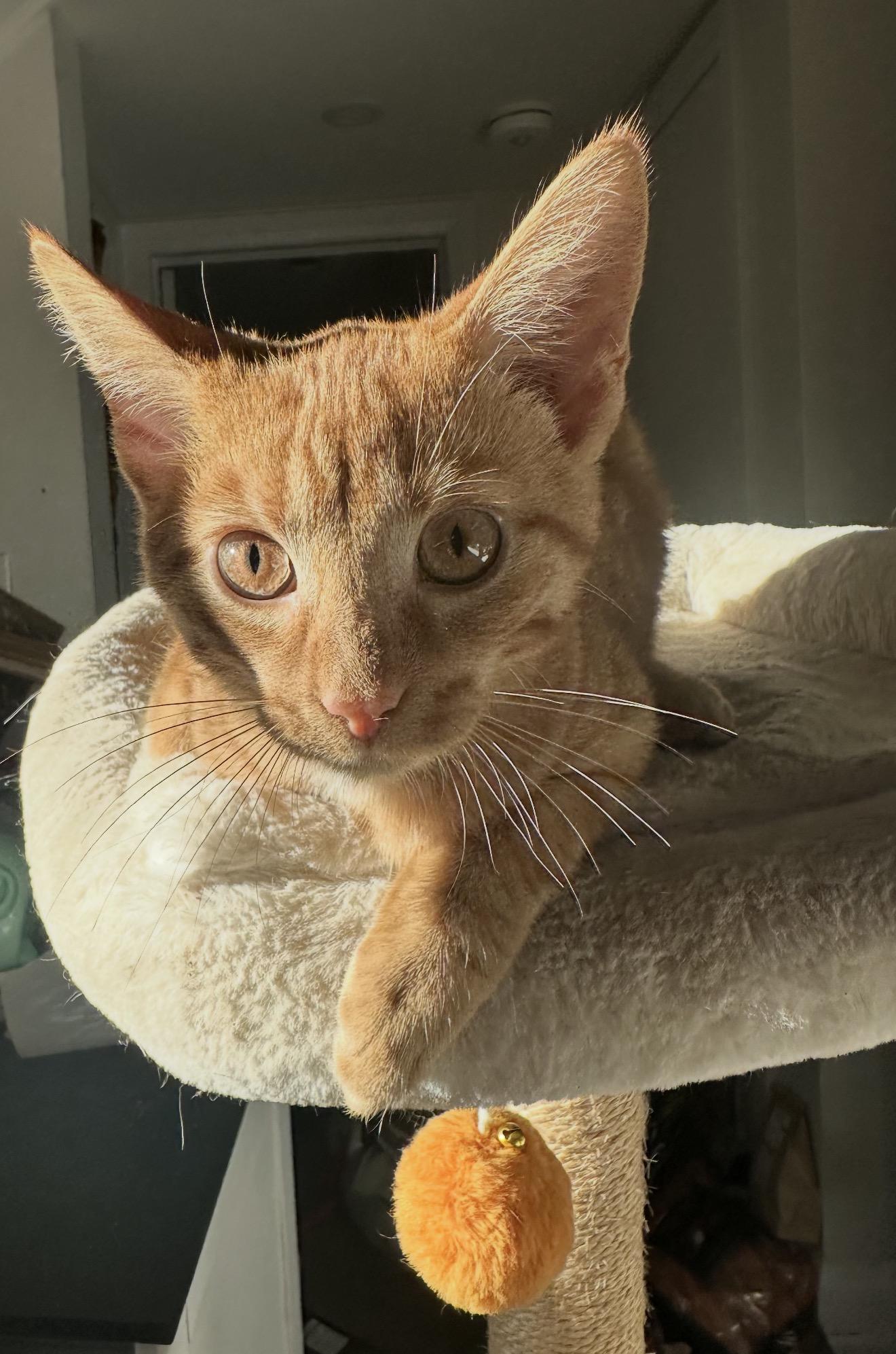 Enlarge Cheddar & Edam, a Adoptable mixed breed in Scarborough, ON image 2/6