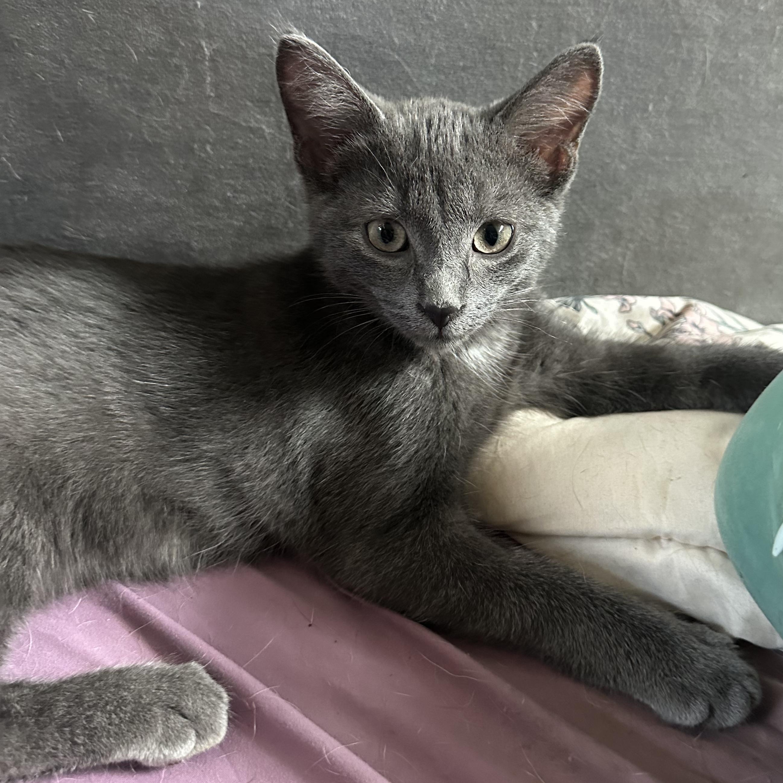 Enlarge Cheddar & Edam, a Adoptable mixed breed in Scarborough, ON image 4/6