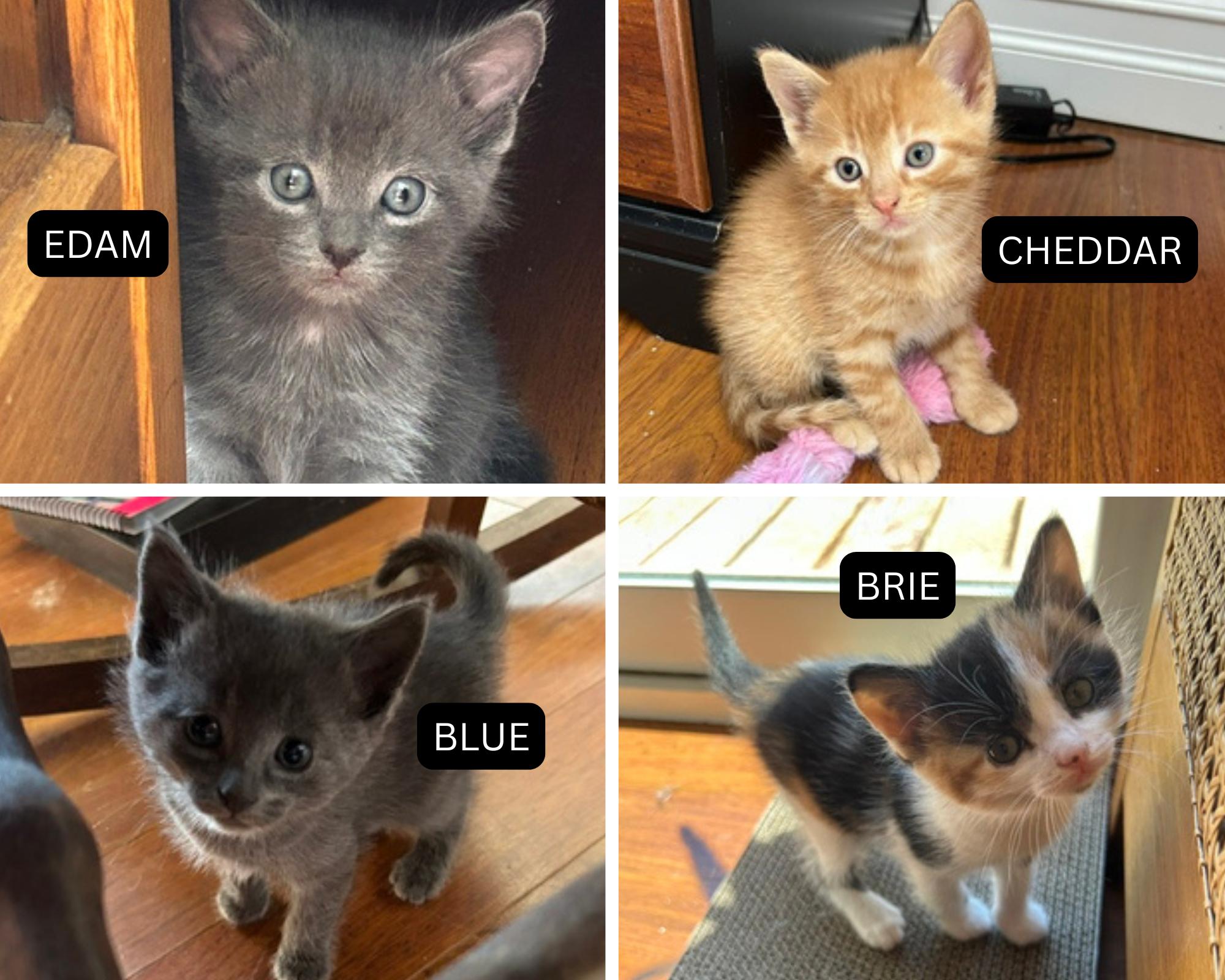 Blue, Cheddar, Edam and Brie, ADOPTABLE, Kitten Female Domestic Medium Hair.