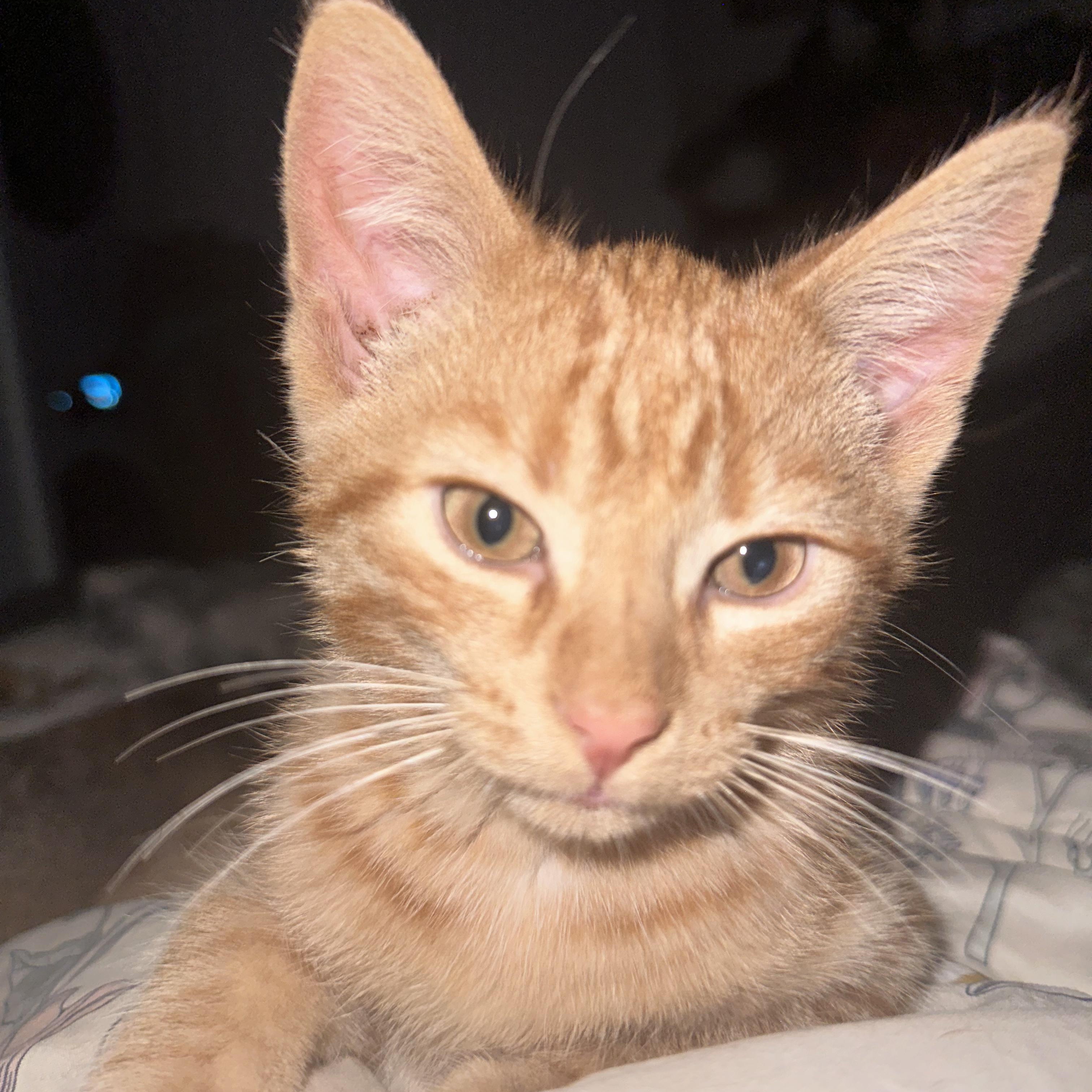 Enlarge Cheddar & Edam, a Adoptable mixed breed in Scarborough, ON image 5/6