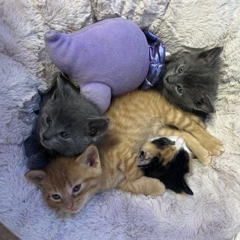 Blue, Cheddar, Edam and Brie, a ADOPTABLE mixed breed in Scarborough, ON image 6/6