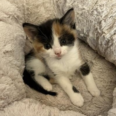 Blue, Cheddar, Edam and Brie, a ADOPTABLE mixed breed in Scarborough, ON image 5/6