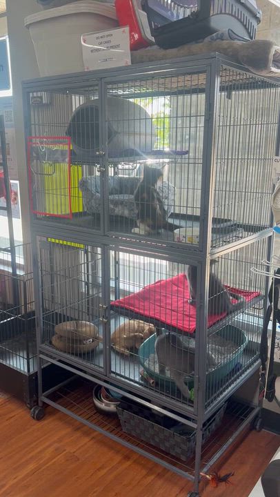 Enlarge Cheddar & Edam, a Adoptable mixed breed in Scarborough, ON video 6/6