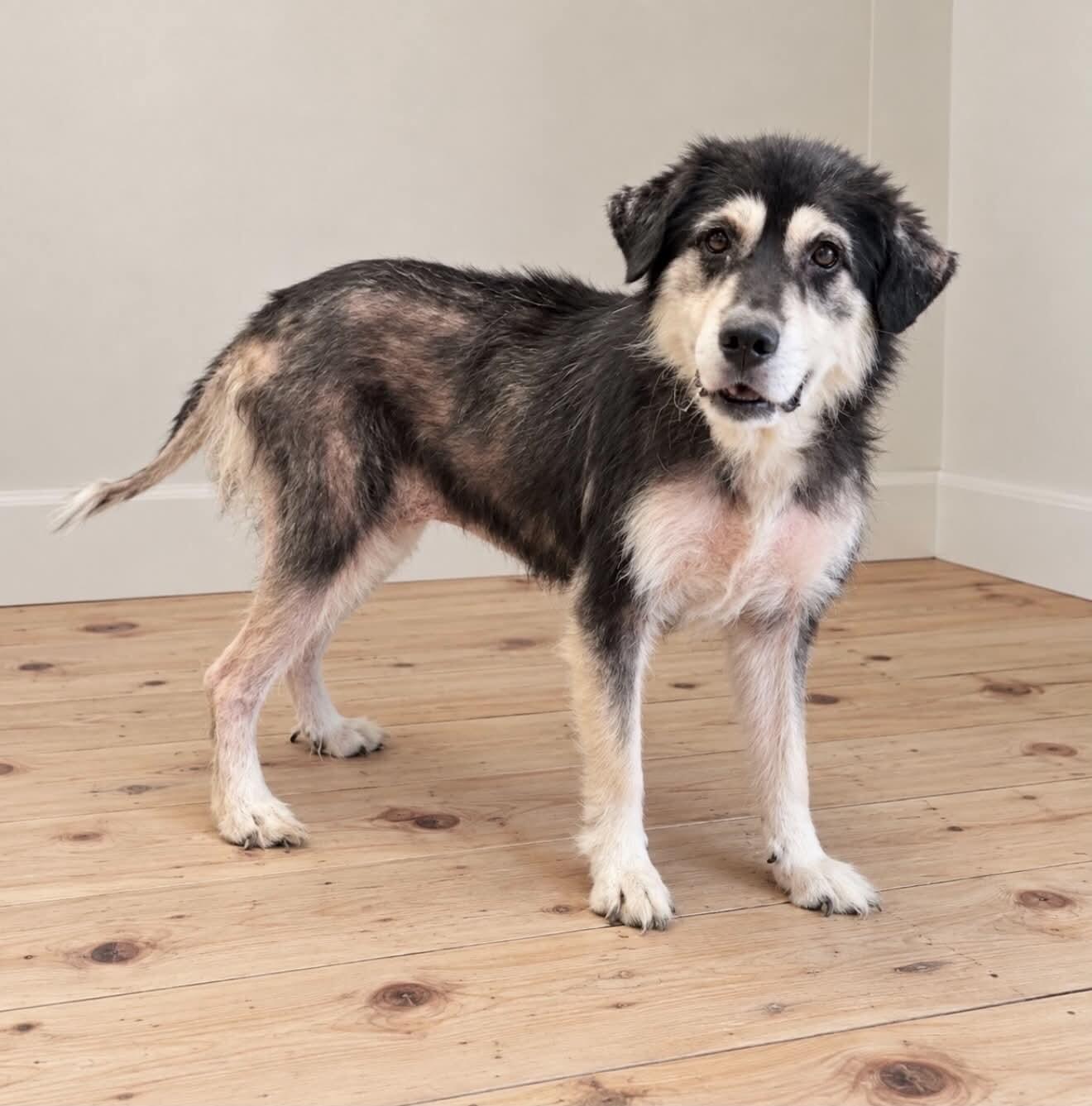 Enlarge Willow, a Adoptable mixed breed in Georgetown, OH image 2/2