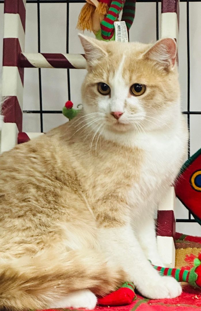 Nacho - Barn Cat Candidate, Adoptable, Adult Male Domestic Short Hair.