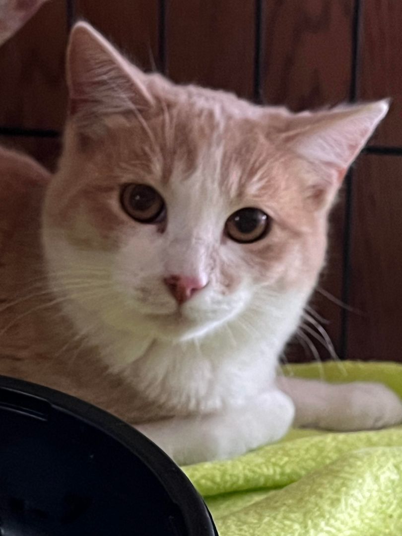 Nacho - Barn Cat Candidate, Adoptable, Adult Male Domestic Short Hair.