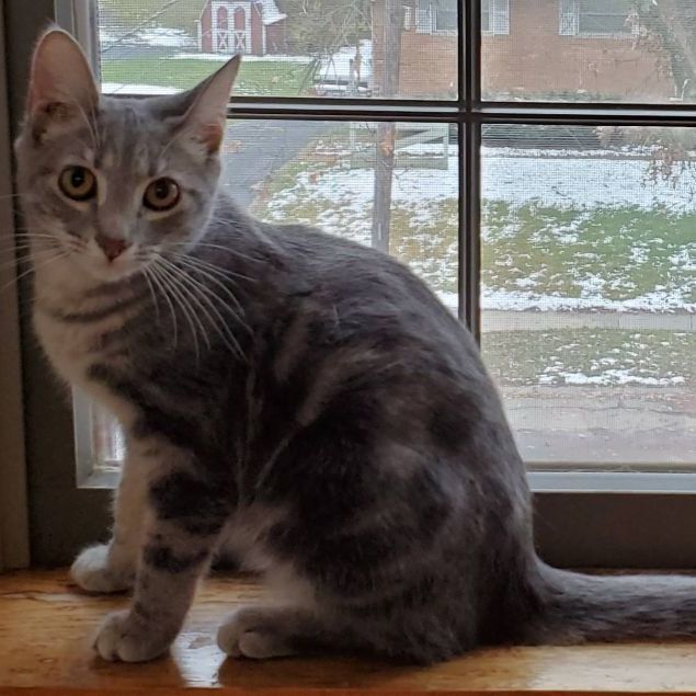 Julian, a Adoptable mixed breed in Cincinnati, OH image 1/2