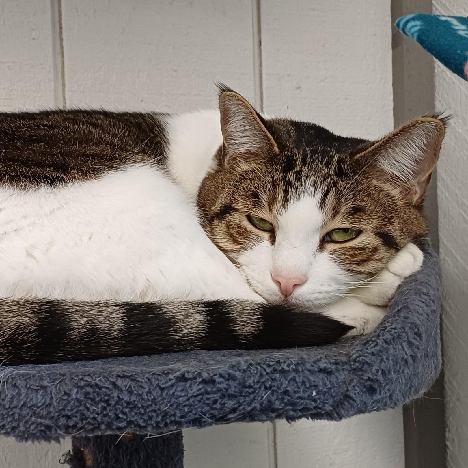 Enlarge Lilly (Bonded to Evie), a ADOPTABLE Domestic Short Hair in Renton , WA image 5/6