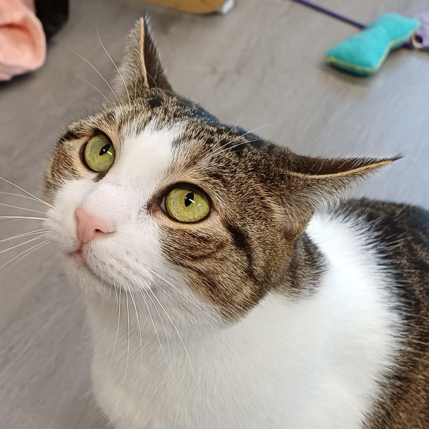 Enlarge Lilly (Bonded to Evie), a ADOPTABLE Domestic Short Hair in Renton , WA image 4/6