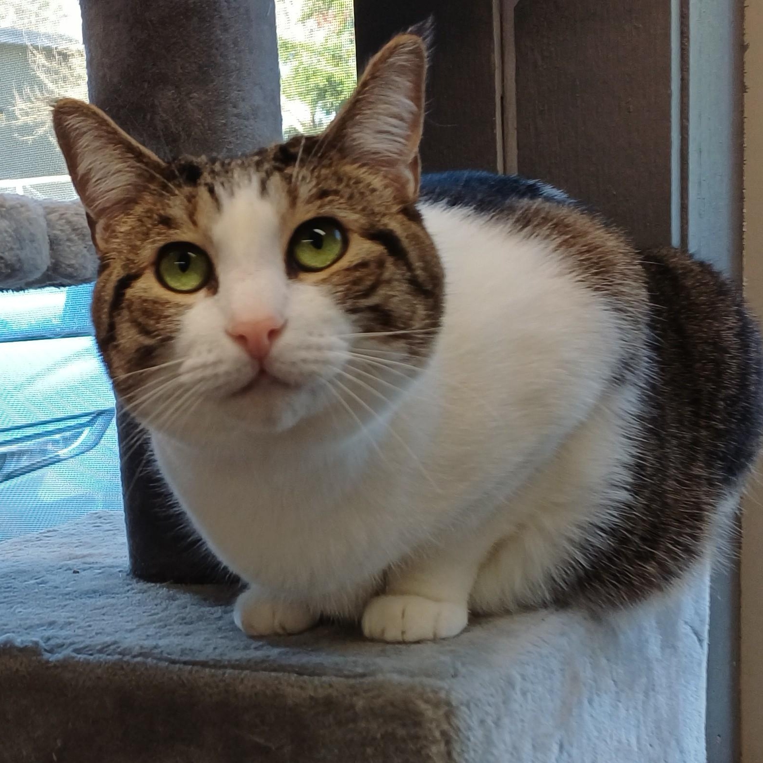 Enlarge Lilly (Bonded to Evie), a ADOPTABLE Domestic Short Hair in Renton , WA image 1/6