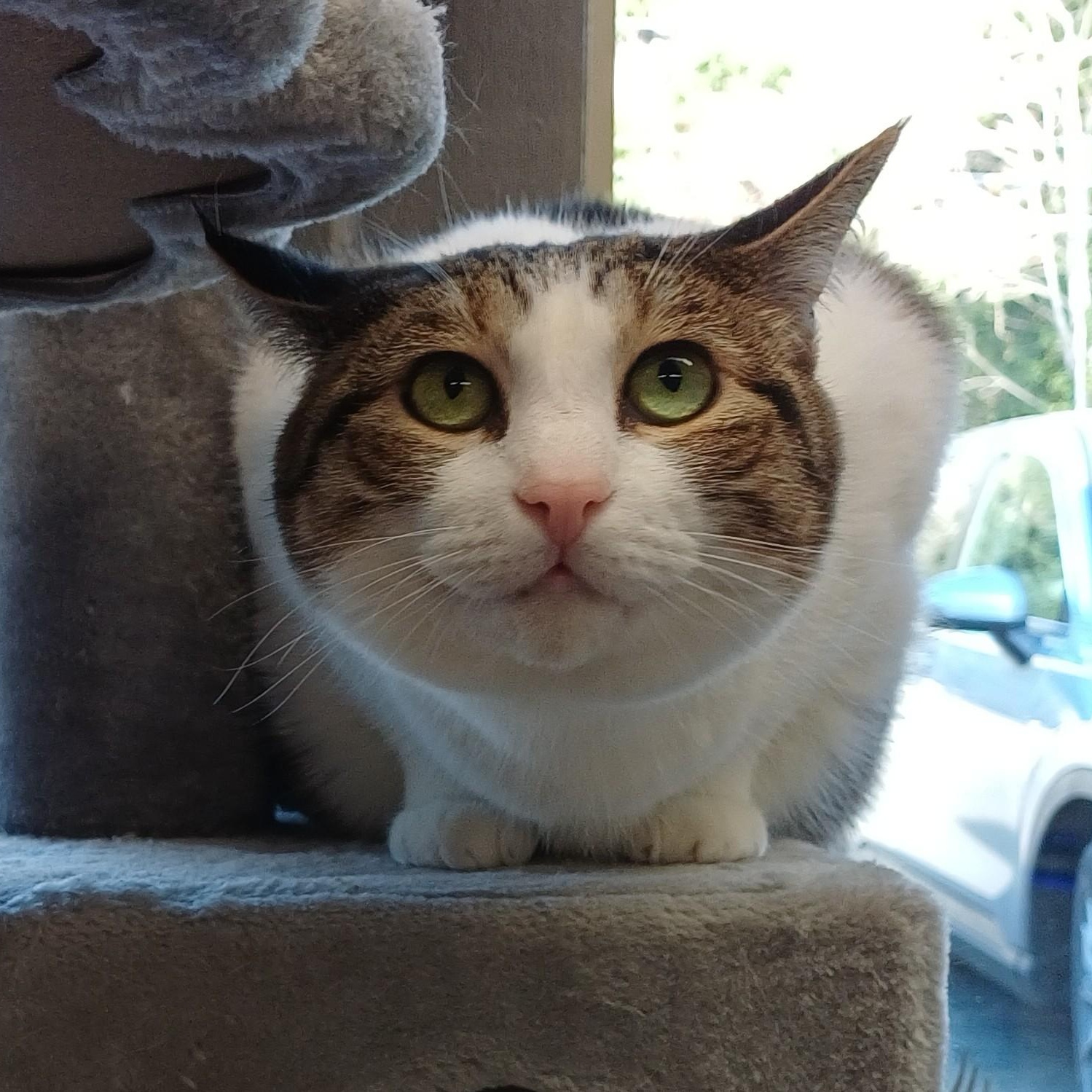 Enlarge Lilly (Bonded to Evie), a ADOPTABLE Domestic Short Hair in Renton , WA image 3/6