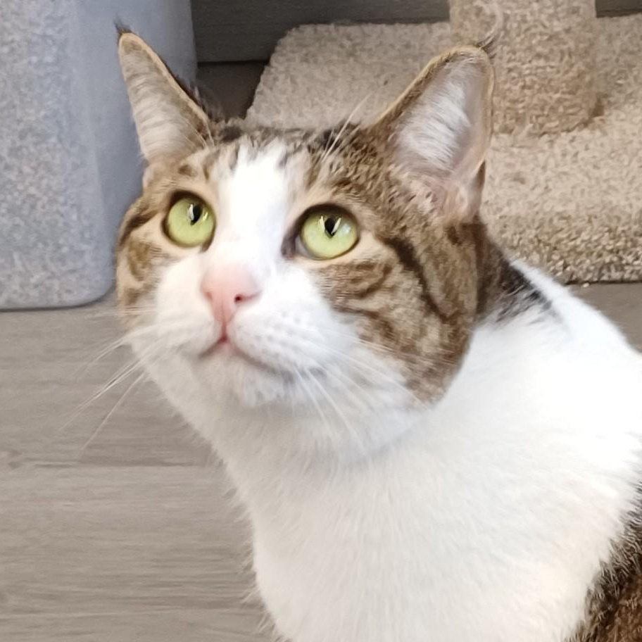 Enlarge Lilly (Bonded to Evie), a ADOPTABLE Domestic Short Hair in Renton , WA image 2/6