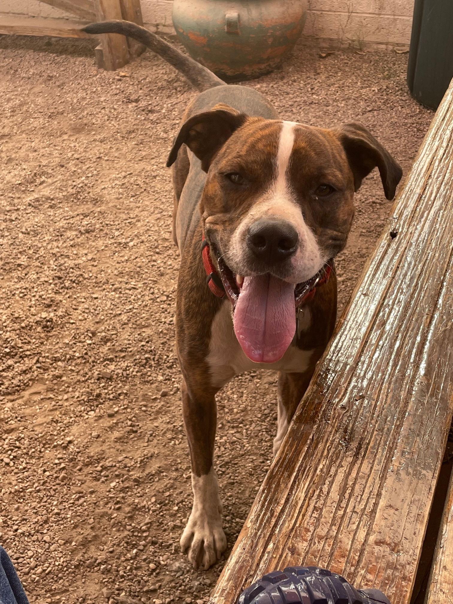 COURTESY POSTING Miko, a Adoptable Mixed Breed in Tucson, AZ image 1/3