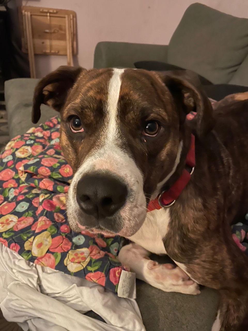 COURTESY POSTING Miko, a Adoptable Mixed Breed in Tucson, AZ image 2/3