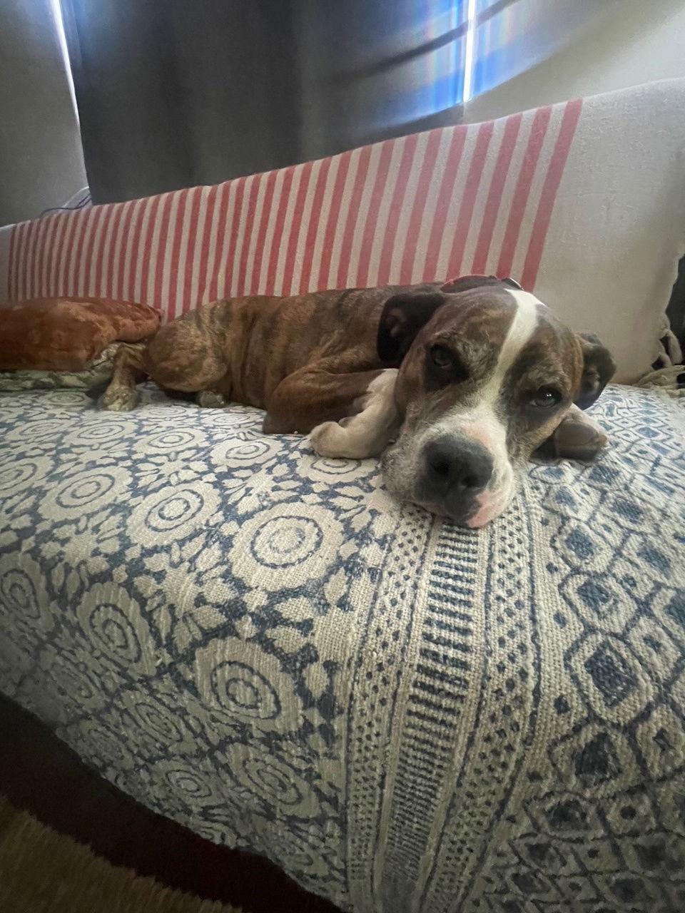 COURTESY POSTING Miko, a Adoptable Mixed Breed in Tucson, AZ image 3/3