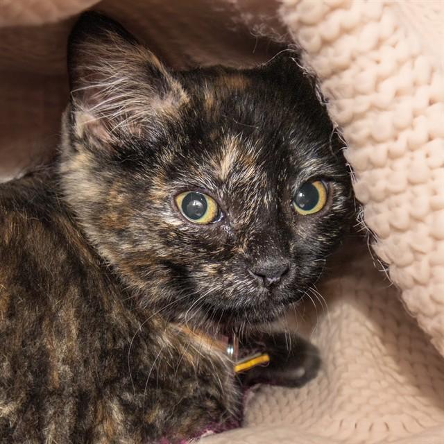 TINA, Adoptable, Kitten Female Domestic Short Hair.