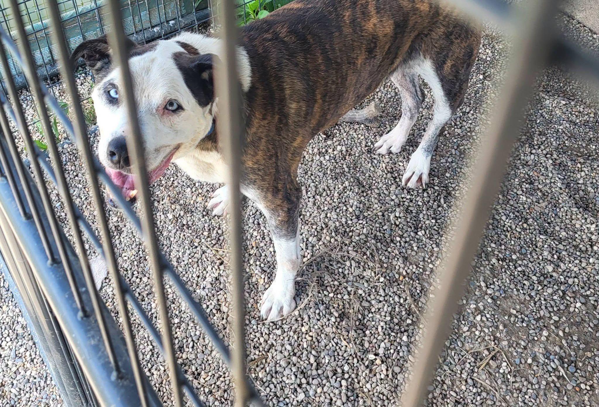 Cam, a ADOPTABLE mixed breed in Petersburg, IN image 6/6