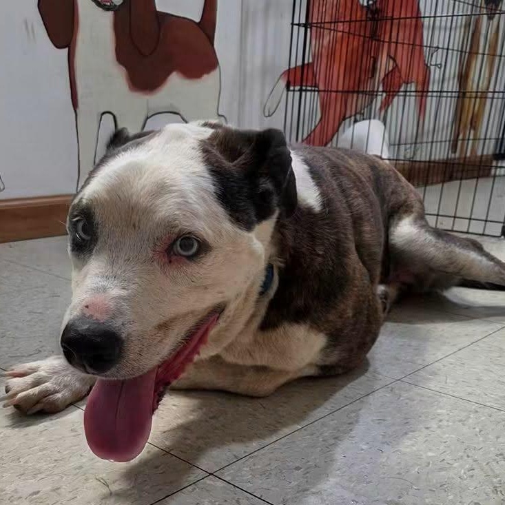 Cam, a ADOPTABLE mixed breed in Petersburg, IN image 3/6