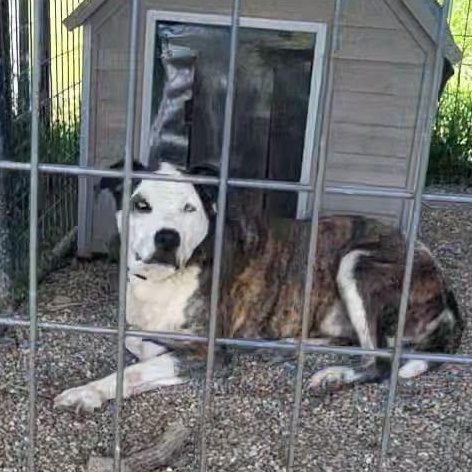 Cam, a ADOPTABLE mixed breed in Petersburg, IN image 5/6