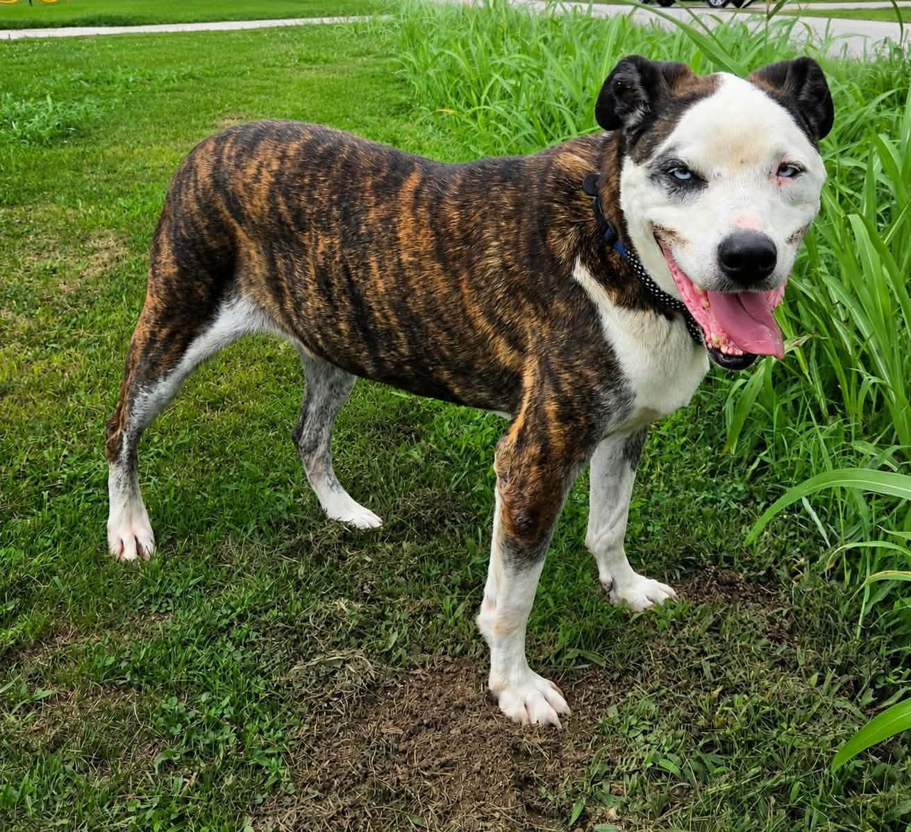 Cam, ADOPTABLE, Adult Male American Staffordshire Terrier.