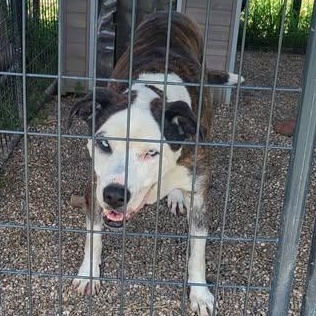 Cam, a ADOPTABLE mixed breed in Petersburg, IN image 4/6