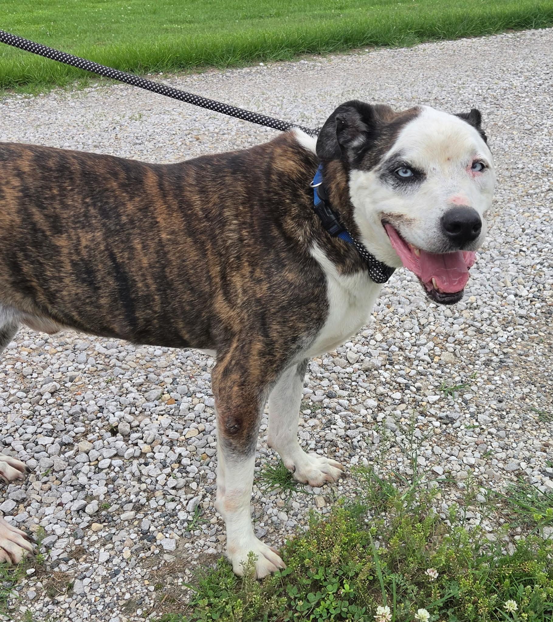 Cam, a ADOPTABLE mixed breed in Petersburg, IN image 2/6