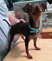 Enlarge Bear, an adopted Miniature Pinscher in Pinellas Park, FL image 1/3