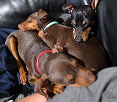 Enlarge Bear, an adopted Miniature Pinscher in Pinellas Park, FL image 2/3