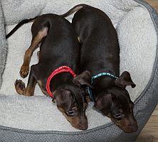 Enlarge Bear, an adopted Miniature Pinscher in Pinellas Park, FL image 3/3