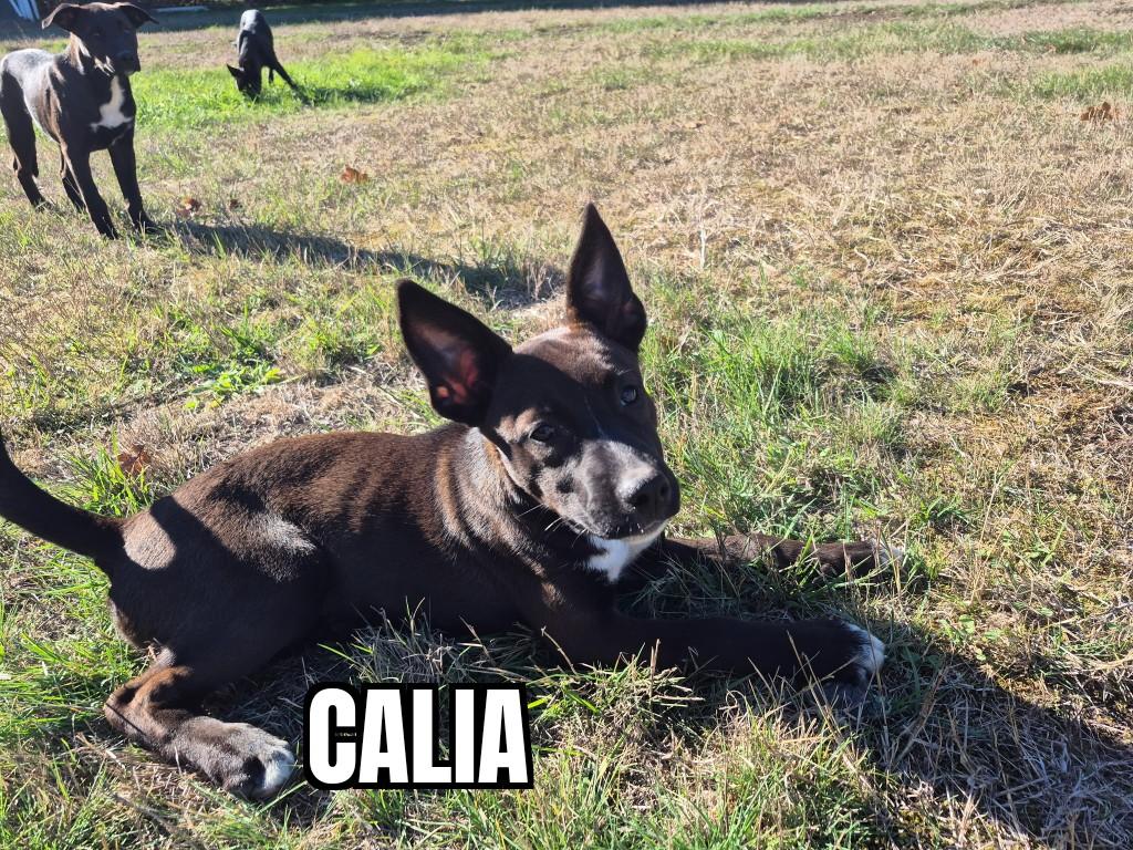 Calia 1