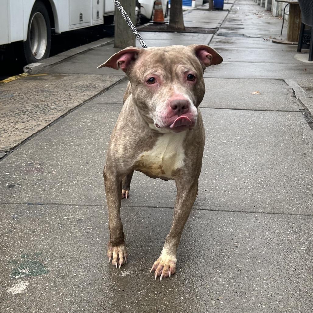 Enlarge Lyla, a Adoptable Pit Bull Terrier in Weimar, CA image 1/1