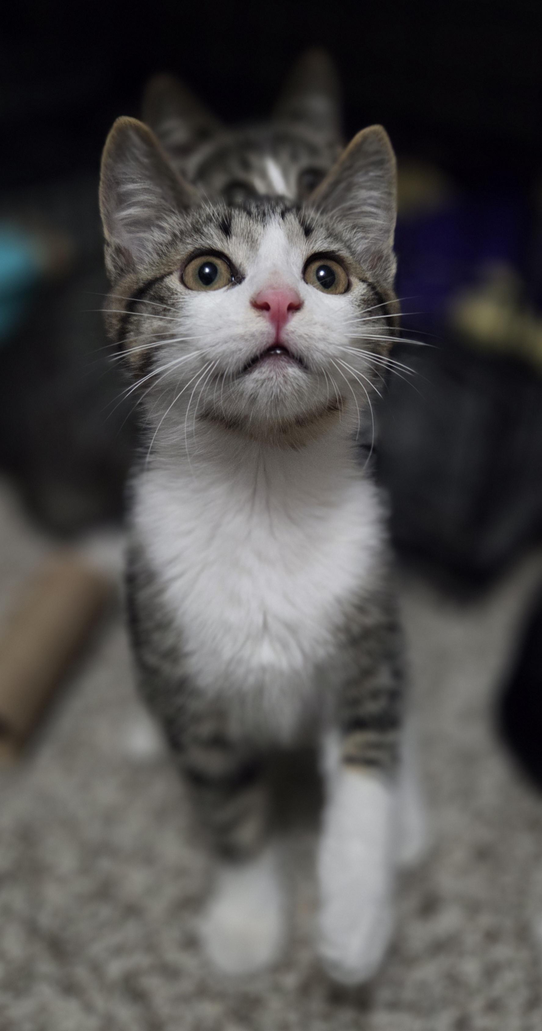 Dillon, adopted, Kitten Male Domestic Short Hair.