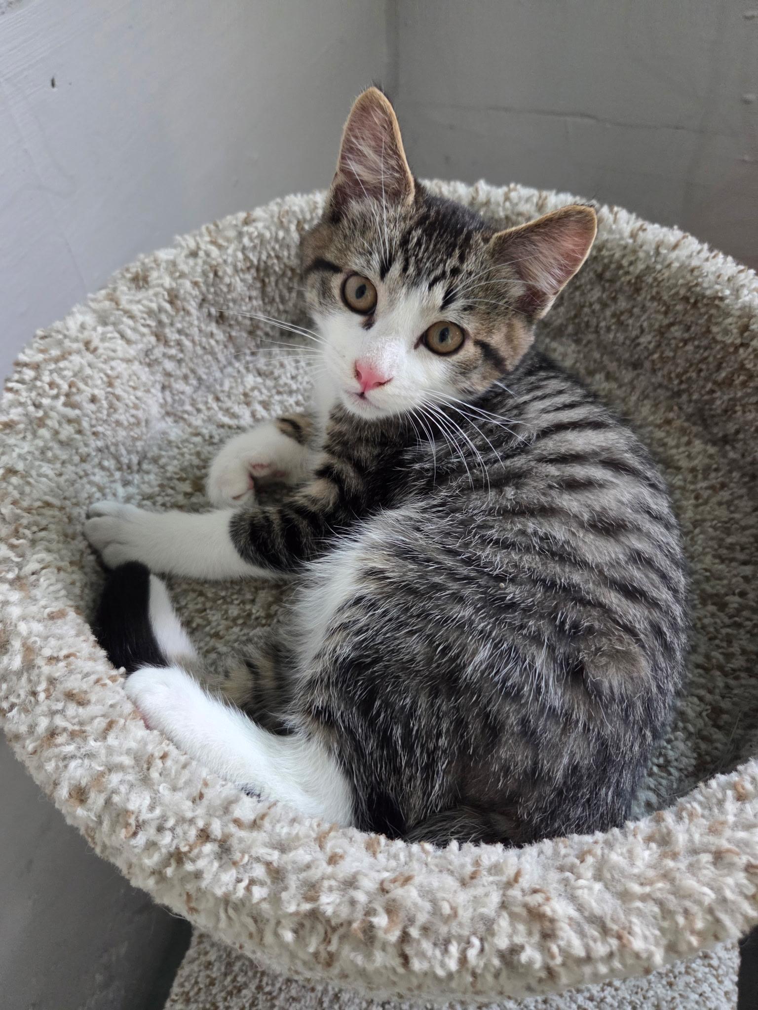 Enlarge Dillon, an adopted Domestic Short Hair in Des Moines , WA image 2/3