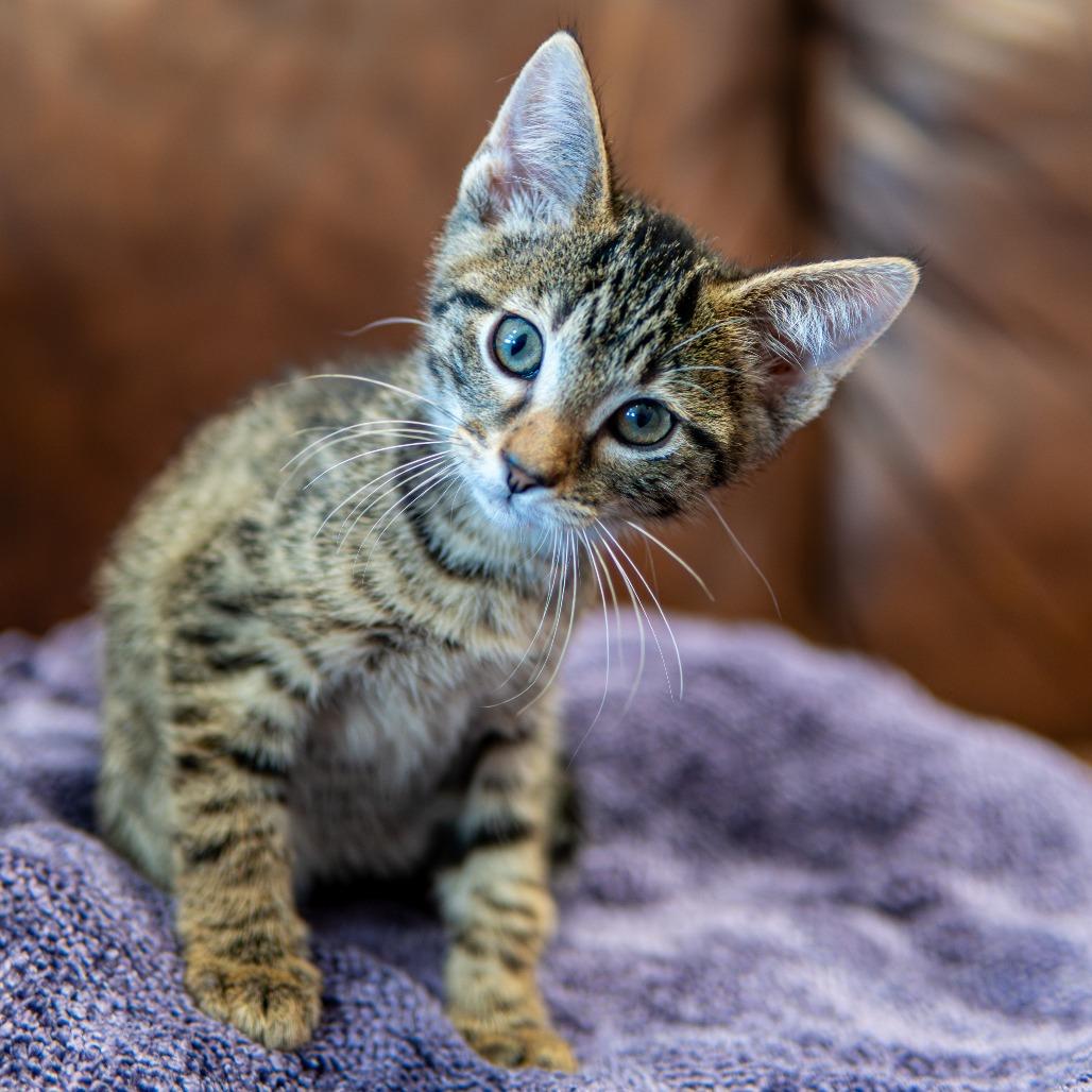 Enlarge Squidward, a Adoptable Domestic Medium Hair in Emporia, KS image 1/6