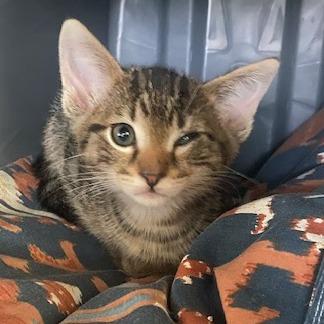 Enlarge Squidward, a Adoptable Domestic Medium Hair in Emporia, KS image 2/6