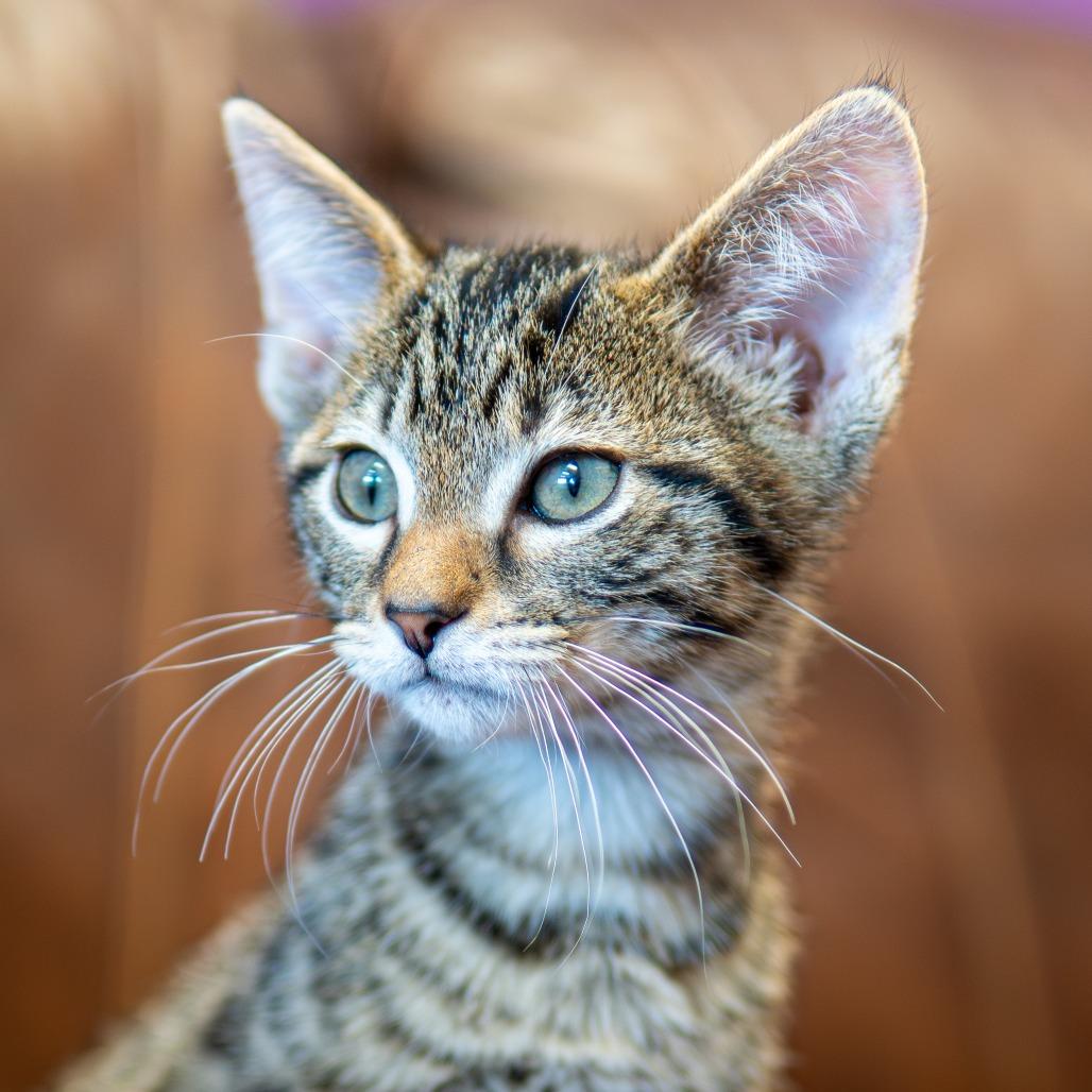 Enlarge Squidward, a Adoptable Domestic Medium Hair in Emporia, KS image 3/6