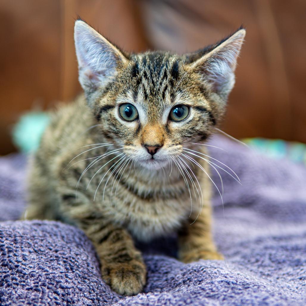 Enlarge Squidward, a Adoptable Domestic Medium Hair in Emporia, KS image 4/6