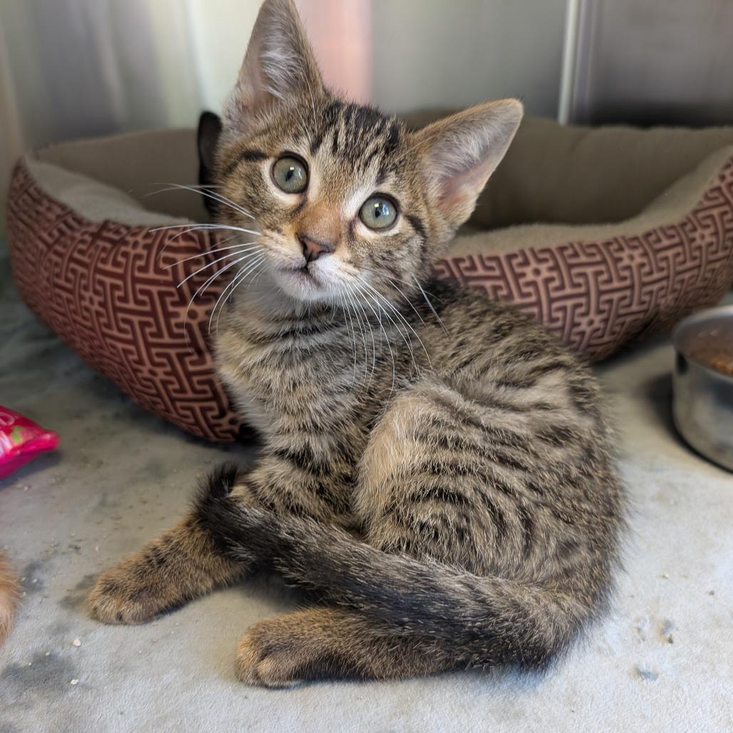 Enlarge Squidward, a Adoptable Domestic Medium Hair in Emporia, KS image 5/6