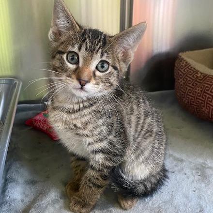 Enlarge Squidward, a Adoptable Domestic Medium Hair in Emporia, KS image 6/6