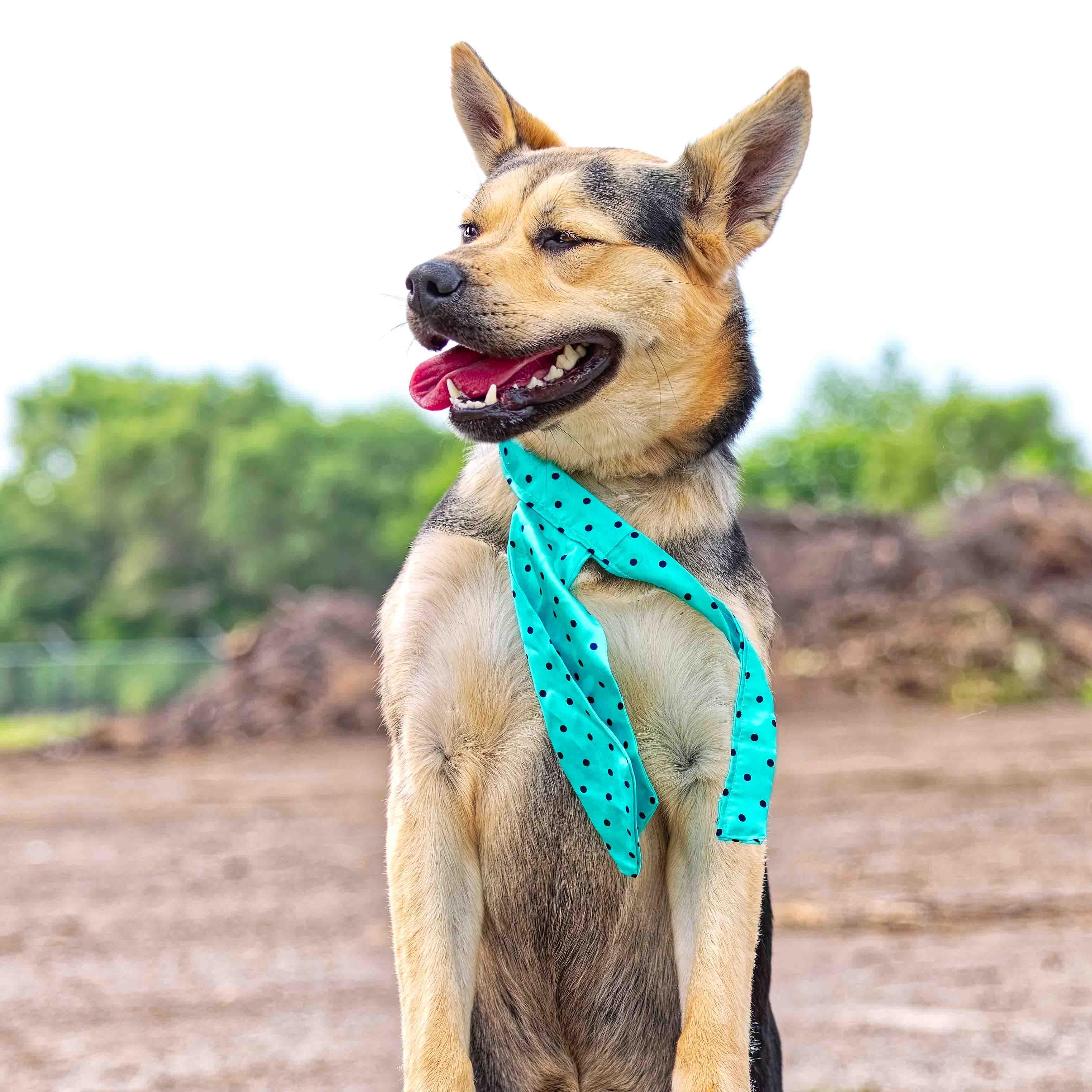 Peaches, a Adoptable mixed breed in Clarinda, IA image 1/6