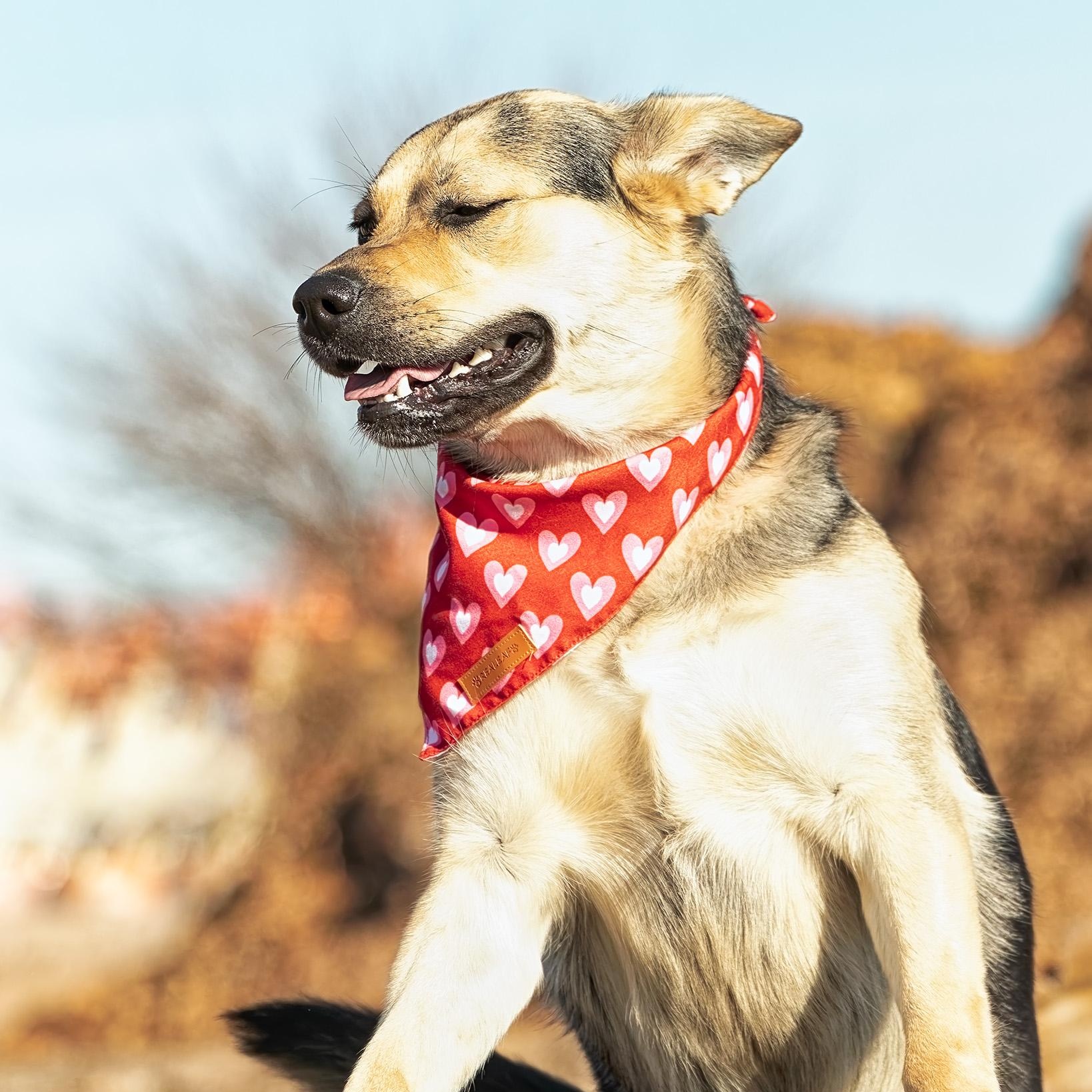 Enlarge Peaches, a Adoptable mixed breed in Clarinda, IA image 4/6