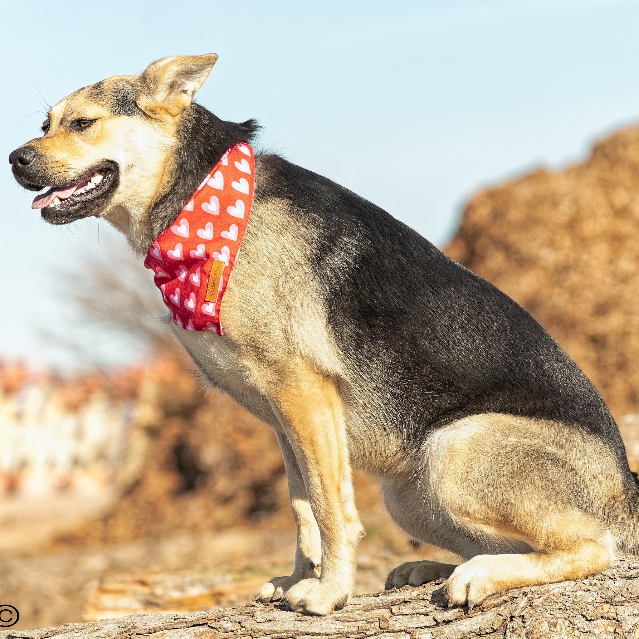 Enlarge Peaches, a Adoptable mixed breed in Clarinda, IA image 3/6
