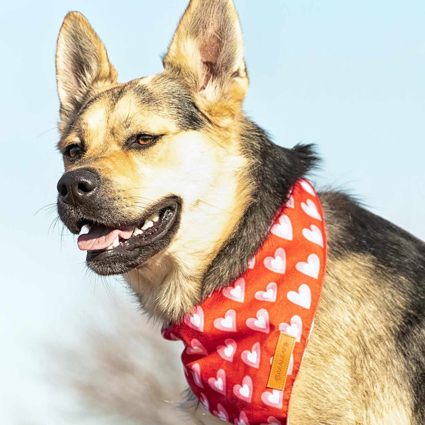 Enlarge Peaches, a Adoptable mixed breed in Clarinda, IA image 1/6