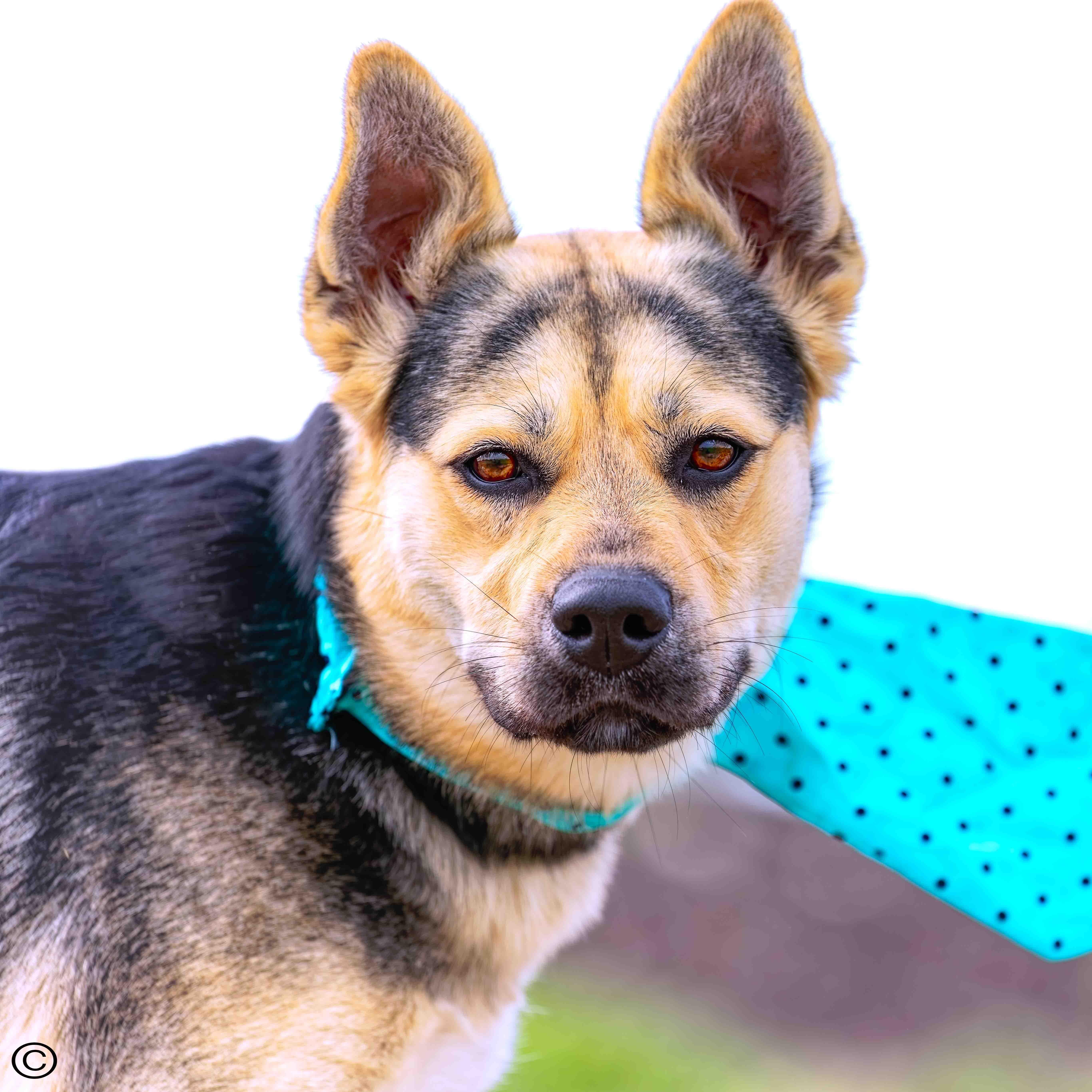 Peaches, a Adoptable mixed breed in Clarinda, IA image 2/6