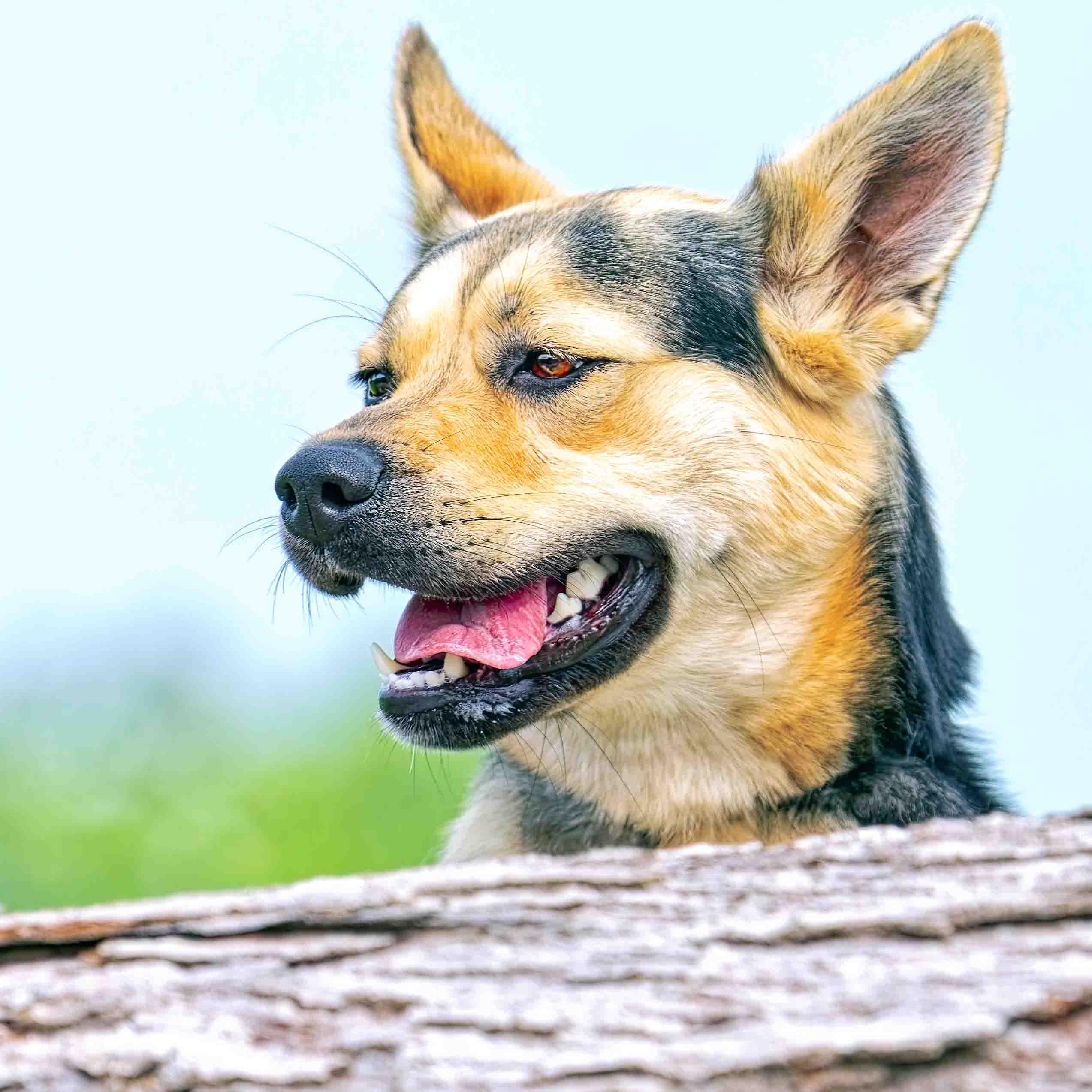 Peaches, a Adoptable mixed breed in Clarinda, IA image 3/6