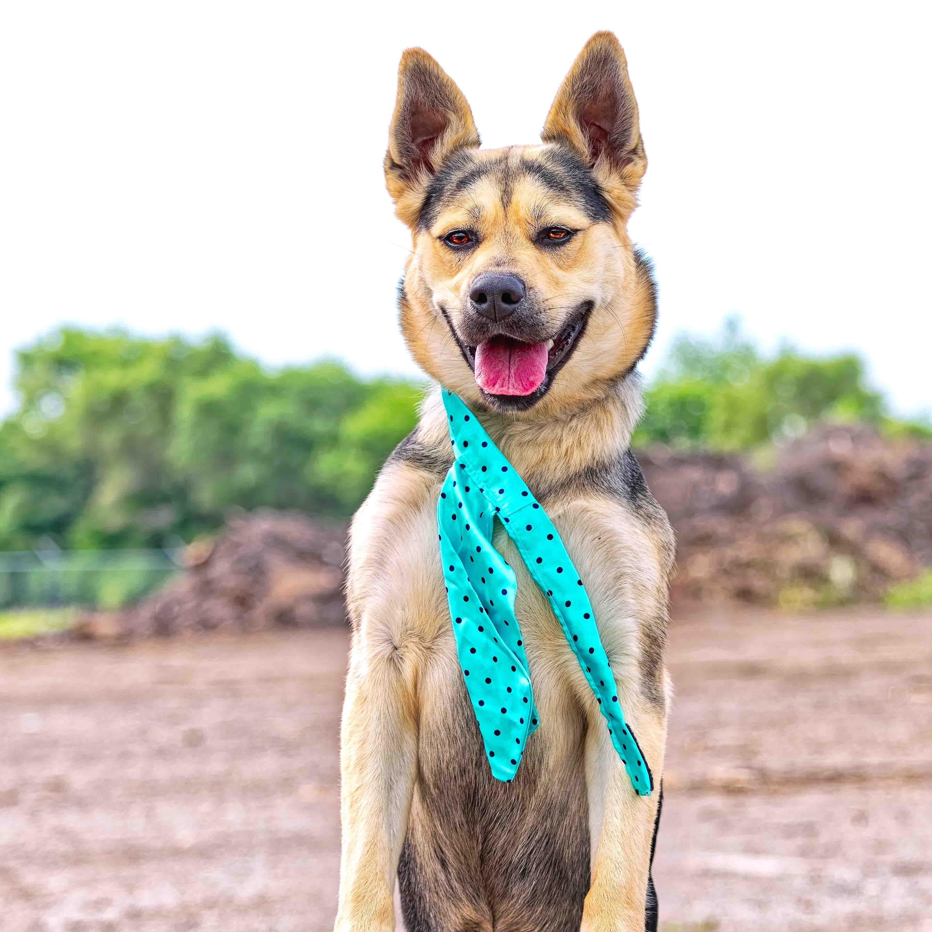 Peaches, a Adoptable mixed breed in Clarinda, IA image 4/6