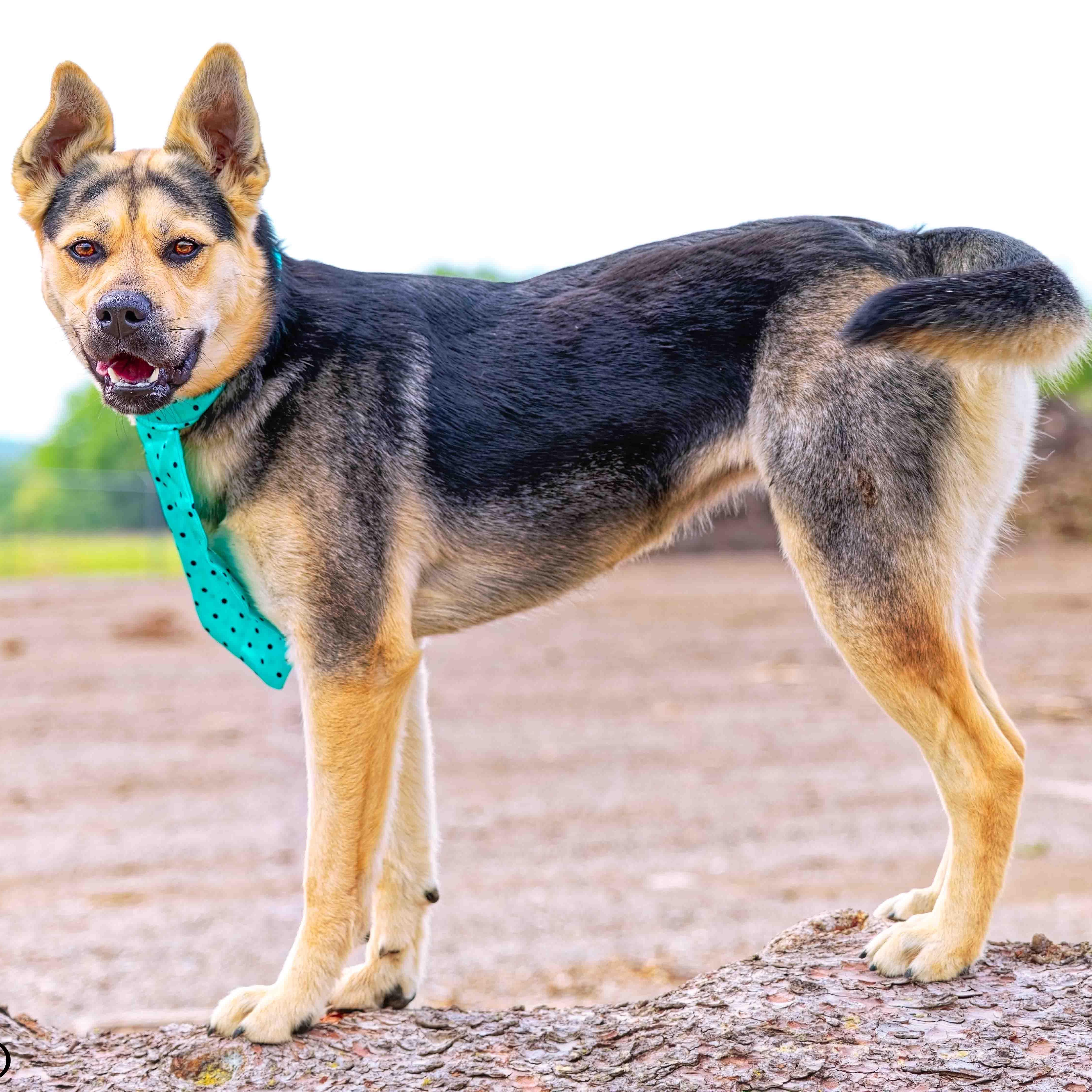 Peaches, a Adoptable mixed breed in Clarinda, IA image 5/6