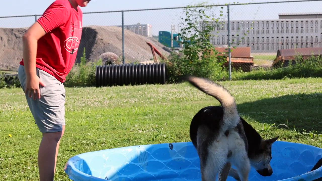 Enlarge Peaches, a Adoptable mixed breed in Clarinda, IA video 6/6